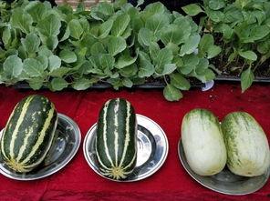 娱乐吃瓜壁纸图